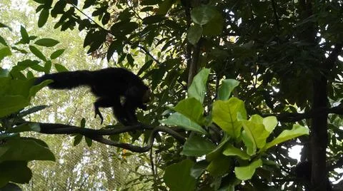 White-faced Saki monkey Flying monkey or Guianan Saki moving on tree branch Stock Photos
