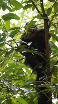 White-faced Saki monkey Flying monkey or Guianan Saki clinging onto tree branch Stock Photos