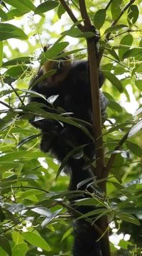 White-faced Saki monkey Flying monkey or Guianan Saki clinging onto tree branch Stock Photos
