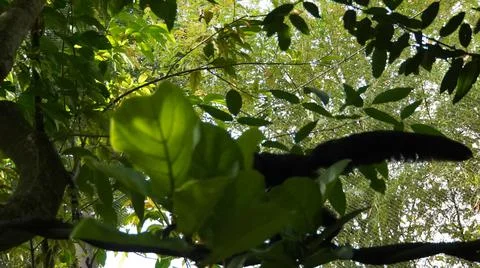 White-faced Saki monkey Flying monkey or Guianan Saki leaping Stock Photos