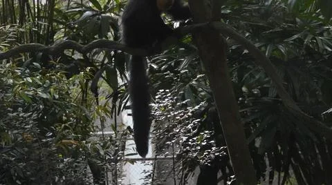 White-faced Saki monkey Flying monkey or Guianan Saki perching on tree branch Stock Photos