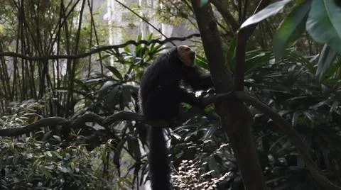 White-faced Saki monkey Flying monkey or Guianan Saki perching on tree branch Stock Photos