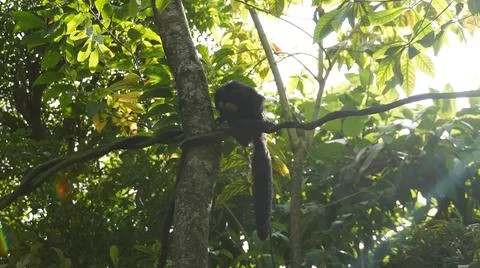White-faced Saki monkey Flying monkey or Guianan Saki perching on tree branch Stock Photos