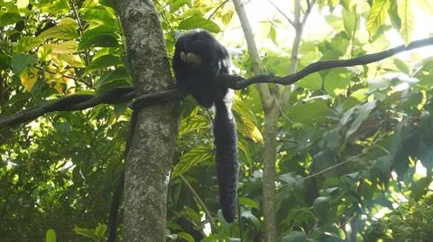 White-faced Saki monkey Flying monkey or Guianan Saki perching on tree branch Stock Photos