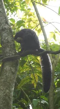 White-faced Saki monkey Flying monkey or Guianan Saki perching on tree branch Stock Photos