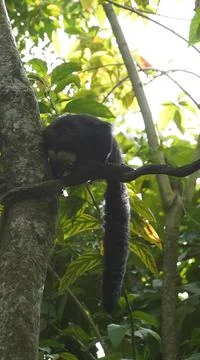 White-faced Saki monkey Flying monkey or Guianan Saki clinging onto tree branch Stock Photos