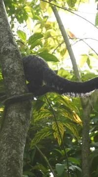 White-faced Saki monkey Flying monkey or Guianan Saki perching on tree branch Stock Photos