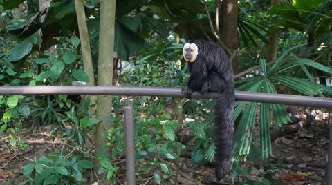White-faced Saki monkey Flying monkey or Guianan Saki perching on handrail Stock Photos