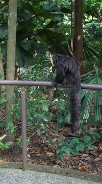 White-faced Saki monkey Flying monkey or Guianan Saki perching on handrail Stock Photos