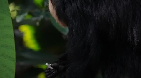 White-faced Saki monkey Flying monkey or Guianan Saki feeding on mealworms Stock Photos