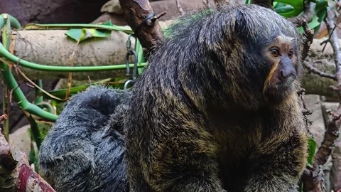 White-faced saki monkey, Stock Footage 277383994