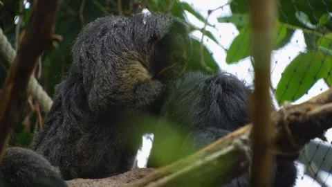 White faced saki monkey Stock Footage 277534765