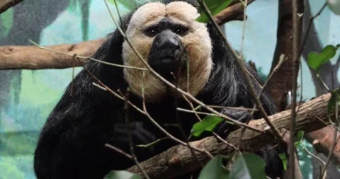 White-faced saki monkey gripping branches, staring through leaves Stock Footage 320020683