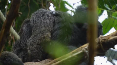 A white faced saki monkey grooming Stock Footage 277462684