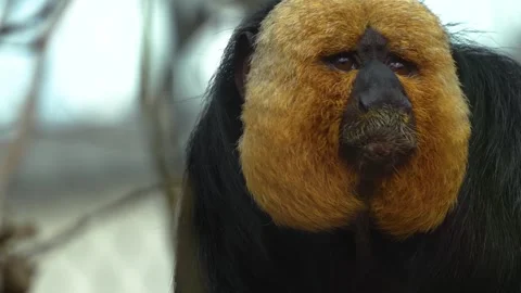 White faced saki monkey  head Stock Footage 270491939