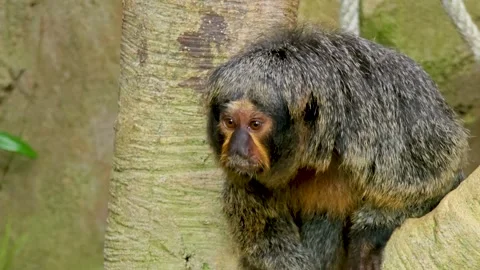 A white faced saki monkey head Stock Footage 299372848