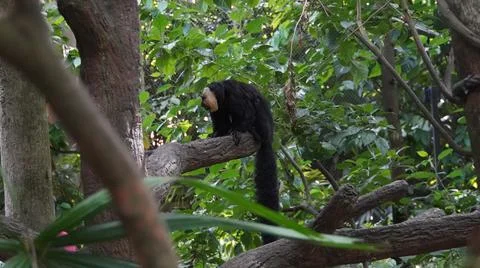 White-faced Saki monkey or Guianan Saki perching on tree branch Stock Photos
