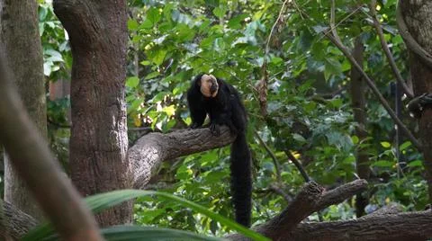 White-faced Saki monkey or Guianan Saki perching on tree branch Stock Photos