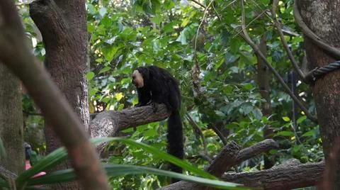 White-faced Saki monkey or Guianan Saki perching on tree branch Stock Photos