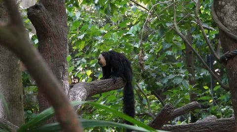 White-faced Saki monkey or Guianan Saki perching on tree branch Stock Photos