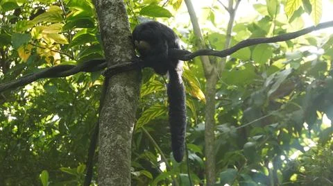 White-faced Saki monkey or Guianan Saki perching on tree branch Stock Photos