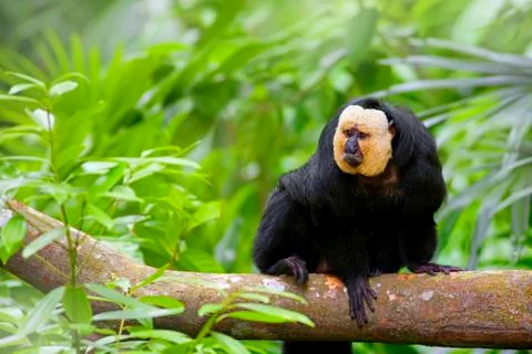 White-faced Saki Monkey Stock Photos