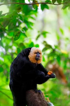 White-faced Saki Monkey Stock Photos
