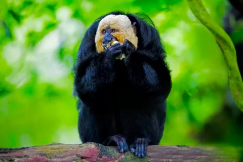White-faced Saki Monkey Stock Photos