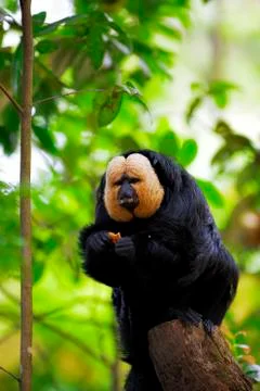 White-faced Saki Monkey Stock Photos