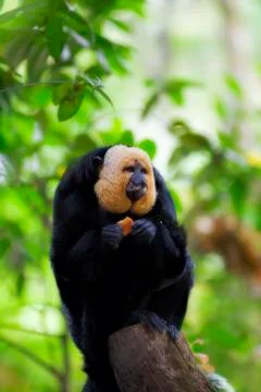White-faced Saki Monkey Stock Photos