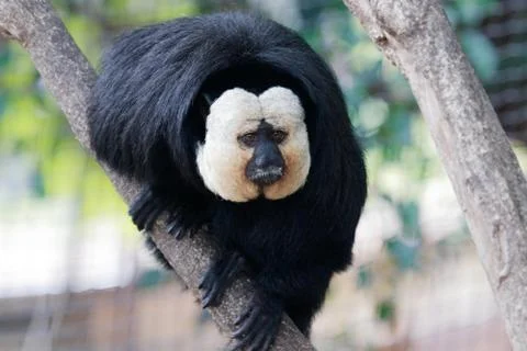 White Faced Saki Monkey Stock Photos