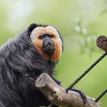 White faced saki monkey portrait square wildlife photo for magazine and edu.. Stock Photos