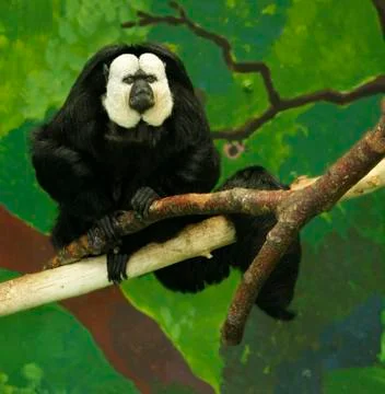White faced saki monkey resting on a tree branch Stock Photos