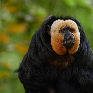 White Faced Saki Monkey Square Portrait in Tropical Rainforest Stock Photos