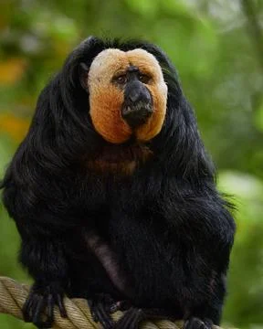 White Faced Saki Monkey Square Portrait in Tropical Rainforest Stock Photos