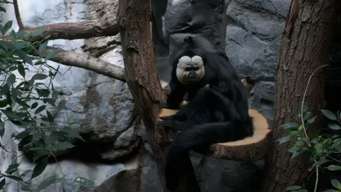 White faced saki monkey on a tree Stock Footage 205429659