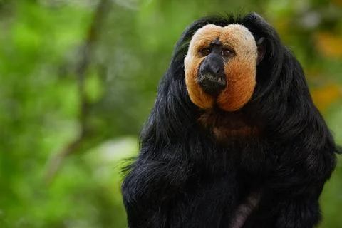 White Faced Saki Monkey Vertical Portrait in Tropical Rainforest with copy .. Stock-Fotos