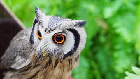White faced scops owl and green background Stock Footage 104925209