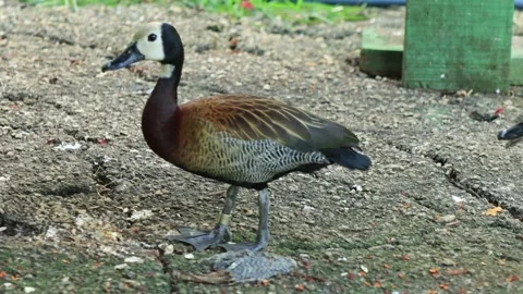 White-faced whistling duck Video stock 345008507