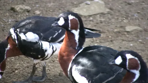 White-faced whistling duck medium close up Stock Footage 27984546