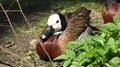 White-faced Whistling-duck sitting very close up behind green plant at sunny day 4k or 4k+ Resolution