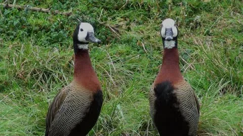 White-faced whistling ducks Stock Footage 12208092