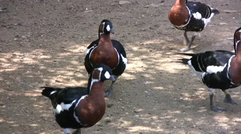 White-faced whistling ducks Stock-Footage 27980718