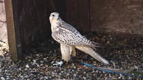 White Falcon Standing on Ground Bird of Prey Wildlife Detail Vidéo 333007364