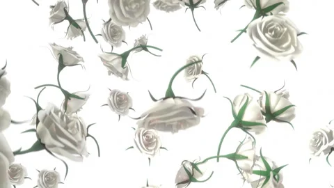 White Falling Roses on White Background Stock Footage 244664999