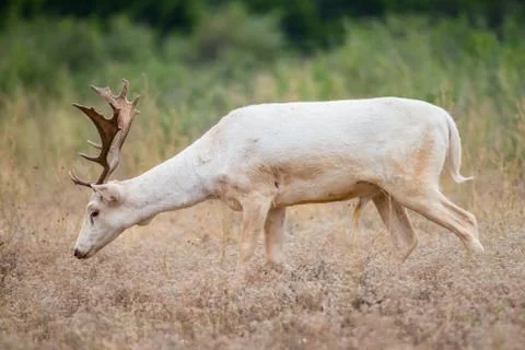 White Fallow Buck Stock Photos
