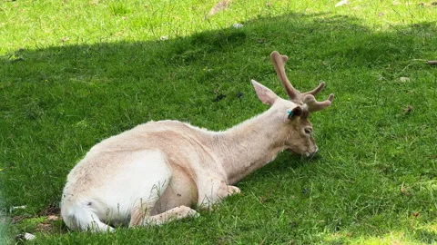 White fallow deer buck resting on green grass Stock Footage 341365970