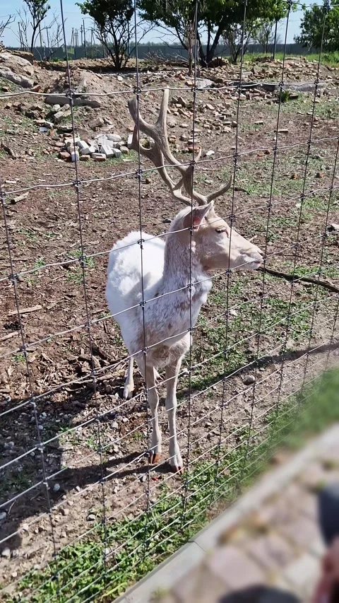 White Fallow Deer Buck Standing Behind Wire Fence in Wildlife Park Video stock 339077425