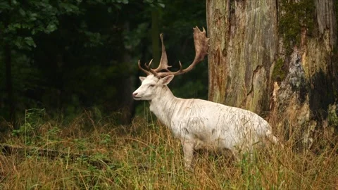 White Fallow Deer Bull in Forest – Rare 4K Wildlife Stock-Footage 320935954