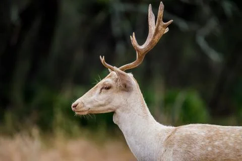 White Fallow Deer Close Up Foto stock